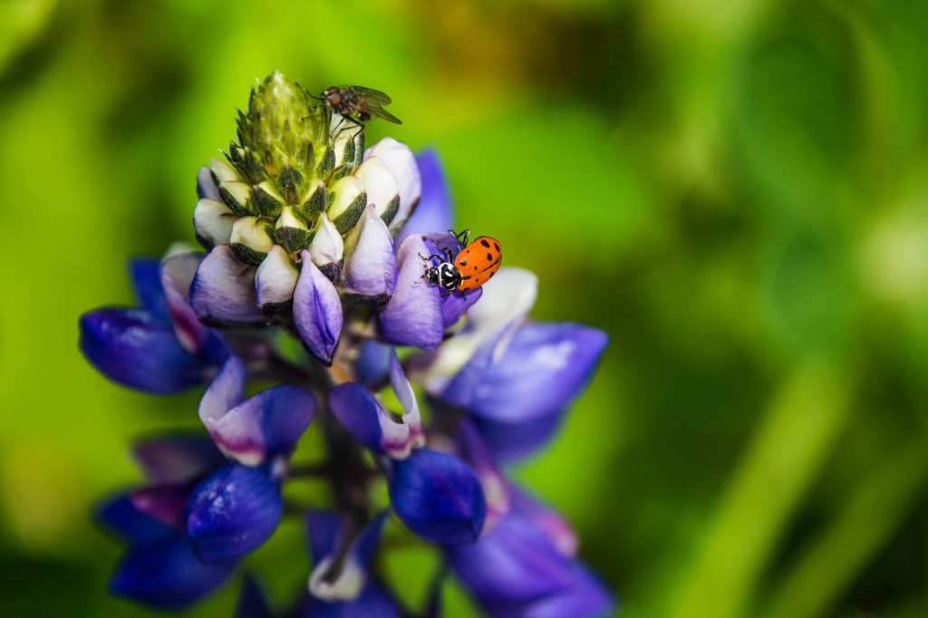 Ladybug and Her Friend