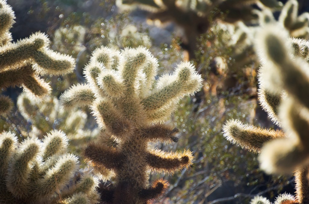 Cholla Cactus