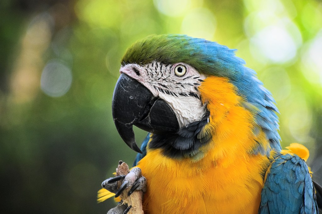 Bue-and-Gold Macaw
