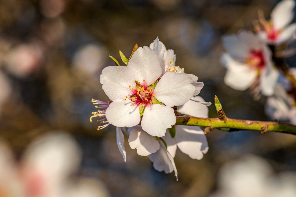 Visalia almond blossom